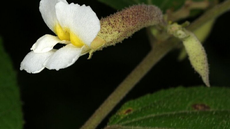 Cây Tổ kén hoa trắng. Helicteres viscida Blume - Cây Thuốc Nam Quanh Ta